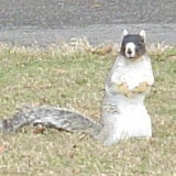 A monkey squirrel.