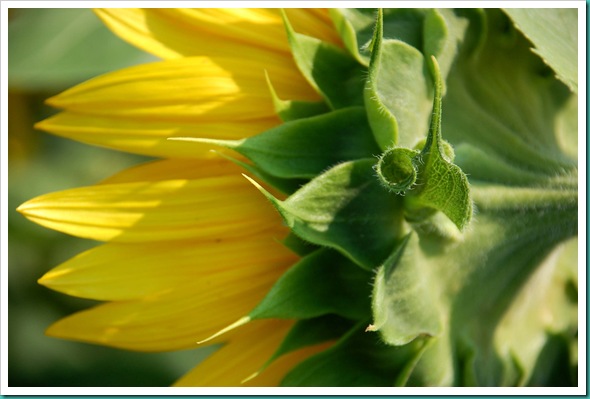Sunflower Curl