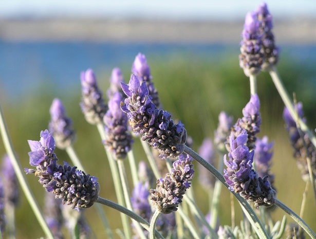 [lavender-close-up%255B2%255D.jpg]