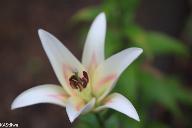 [name%2520this%2520lily-2%255B2%255D.jpg]