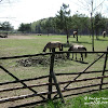 koniki ;) dsc06318.jpg
