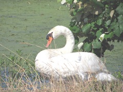swan at edge of water3