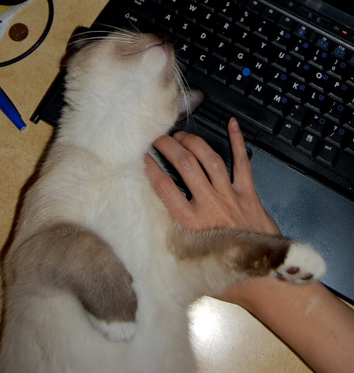 [catcomputer73.jpg]