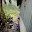 Philippines- Banaue