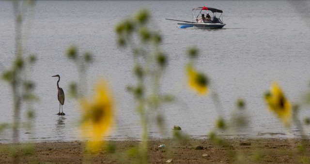 On a dried-up lake bed, wild sunflowers frame a heron and a family boating on Clinton Lake Monday. The Kansas Water Office has estimated that John Redmond Reservoir, a federal reservoir near Burlington, will be at only 5 percent of its capacity by 1 November 2012 if no rain falls in the interim. Lakes near Lawrence are faring better. Both Clinton and Perry lakes are expected to be at about 80 percent of their normal capacity by 1 November 2012. Mike Yoder