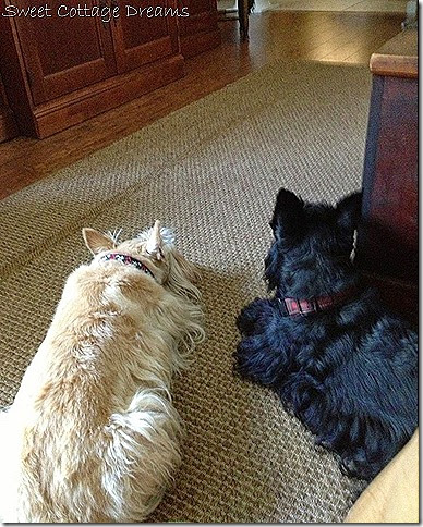 Fee and Doogs Fee and Doogs