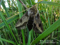 zmrocznik wilczomleczek