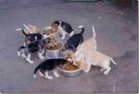 affinity comida para perros5