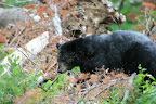 glacier_national_park_-_2009