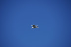 DSC00829.JPG