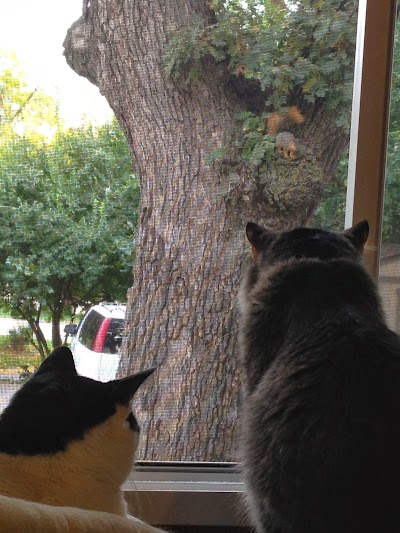 Ethan and Prince watching squirrel in the tree - 'Kitty TV' IMG_5260.jpg