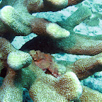 Small scorpionfish (Pemuteran, North Bali)