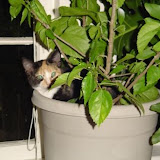 Tess in my hibiscus.
