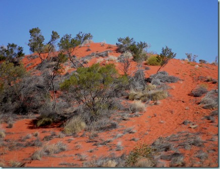 Simpson Desert dunes