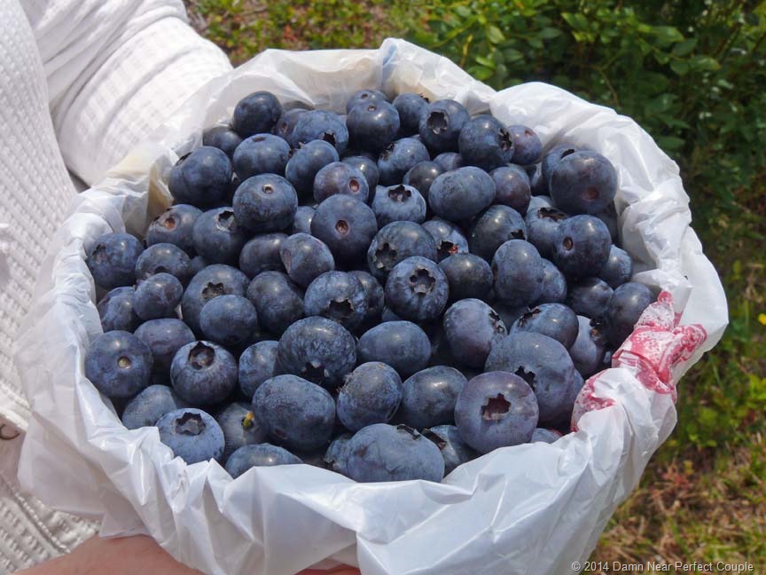 [Picked-Blueberries1%255B3%255D.jpg]