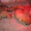 cachorros raven 1 semana.jpg 012.jpg