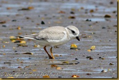 n Piping Plover JuvenileD7K_3197 August 13, 2011 NIKON D7000 n Piping Plover JuvenileD7K_3197 August 13, 2011 NIKON D7000