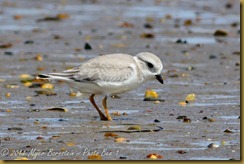 n Piping Plover JuvenileD7K_3197 August 13, 2011 NIKON D7000