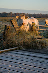 Rinder bei Sonnenaufgang im Teufelsmoor