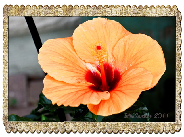 [hibiscus%2520in%2520old%2520frame%255B5%255D.jpg]