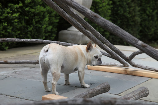 Wait a second!  I remember Martha saying something about having a faux bois gazebo in storage!  I bet she's planning on building it in the new garden back here.