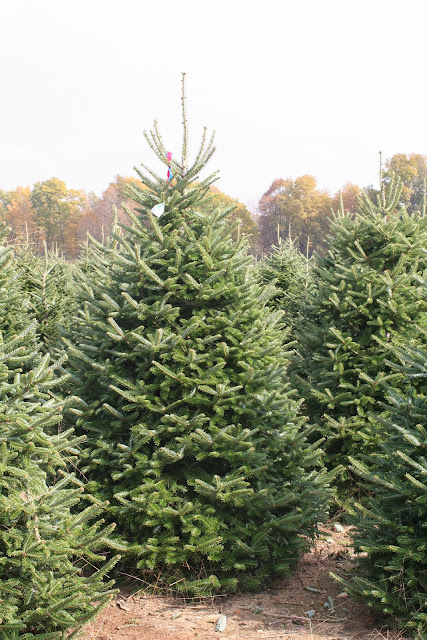 fraser fir fraser fir