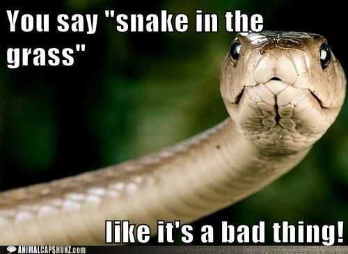 funny-animal-captions-you-say-snake-in-t