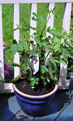 [fig-tree%255B3%255D.jpg]