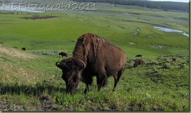 BisonJamHayden Valley(g) BisonJamHayden Valley(g)