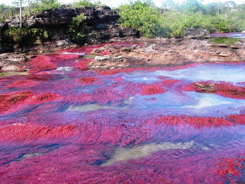  نهر الالوان الخمسة من اجمل انهار العالم : Cano-cristales-12%25255B3%25255D
