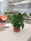 Two hours later, I took the plant out of the water and it was looking much better. It's hard to give a time frame for how long you should leave your plant in the water - it depends on how warm your room is, the species of plant, the size of the pot - so check frequently and don't let any plant remain immersed in water for longer than a few hours.