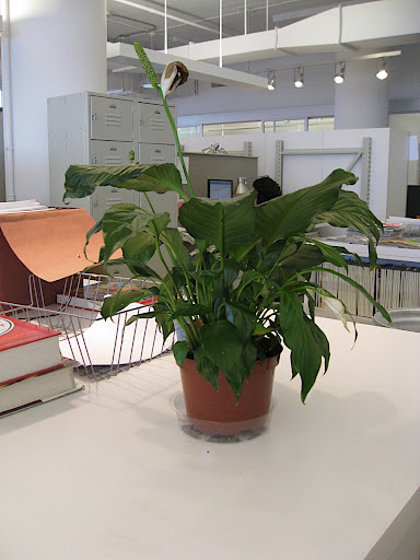 Two hours later, I took the plant out of the water and it was looking much better. It's hard to give a time frame for how long you should leave your plant in the water - it depends on how warm your room is, the species of plant, the size of the pot - so check frequently and don't let any plant remain immersed in water for longer than a few hours.