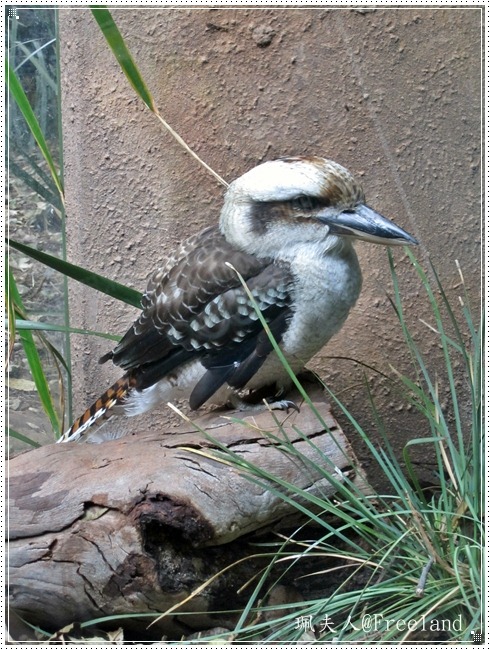 [wildlife5%255B3%255D.jpg]