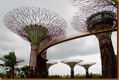 walkway in trees