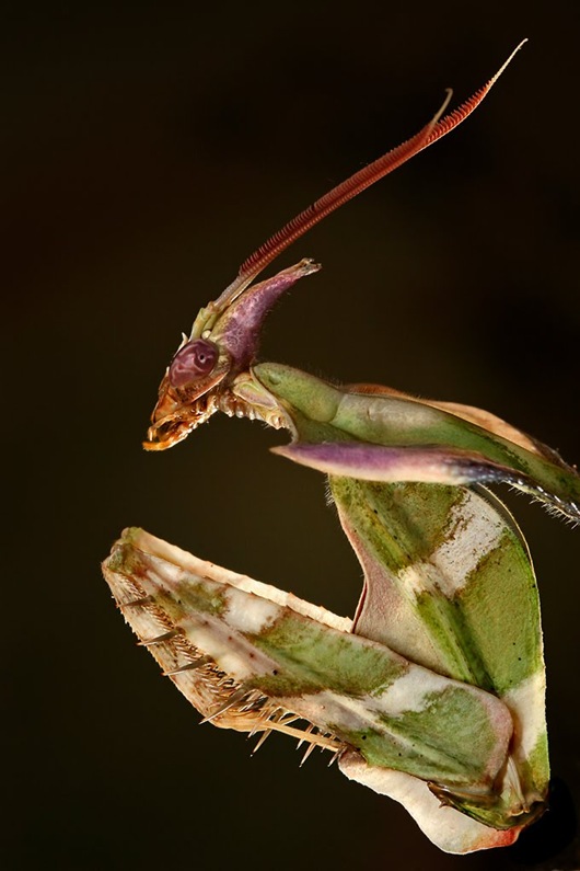 belalang sembah berwajah alien - Idolomantis diabolica - Devils Flower Mantis