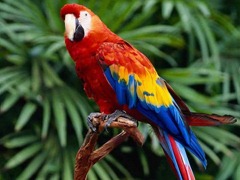 beautiful-parrot_97567-480x360