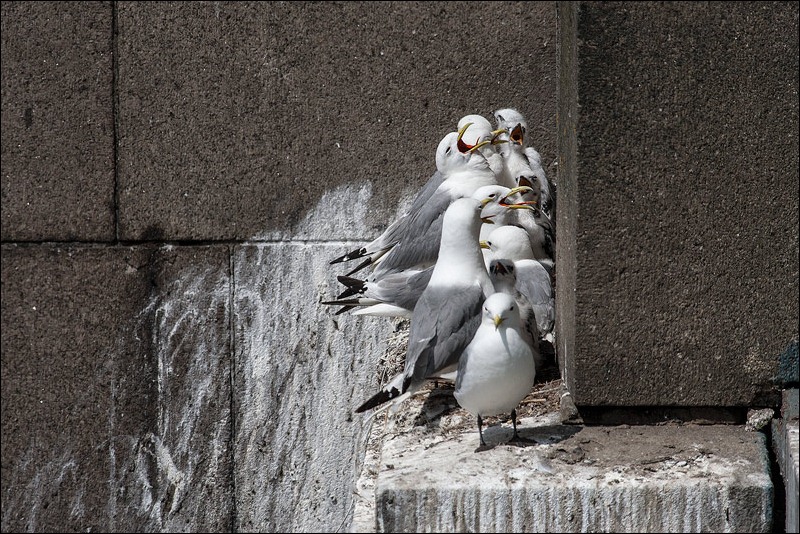 Tyne Bridge Kittiwakes