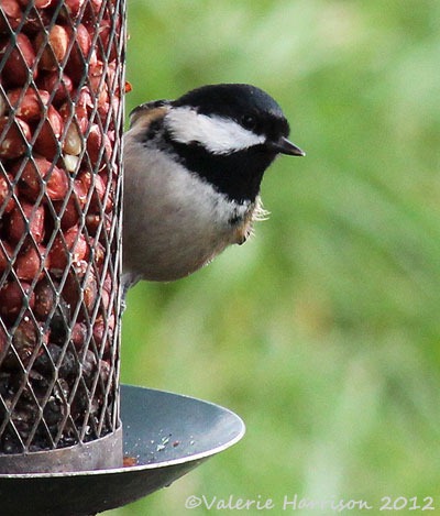 [4%2520coaltit%255B2%255D.jpg]