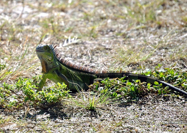 [17c---iguana---little-green-one2.jpg]