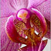 moth-orchid.jpg