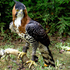 Anthony, the owner, is a hawk trainer.