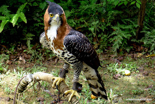 Anthony, the owner, is a hawk trainer.