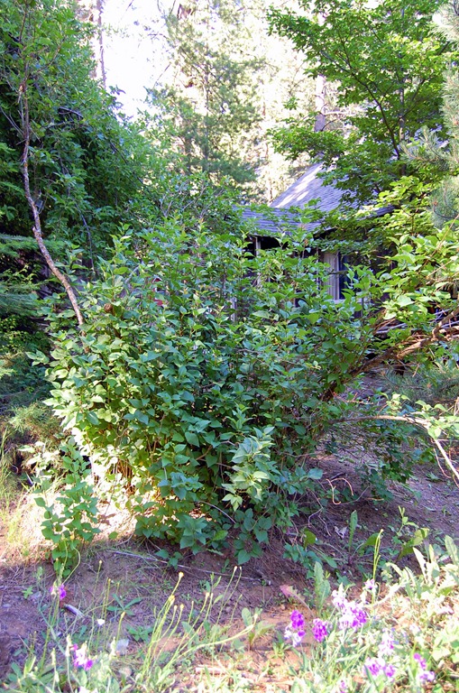 [lilacbush%255B4%255D.jpg]