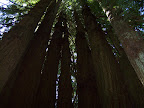 california_sequoia