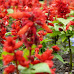 P1190034.JPG
