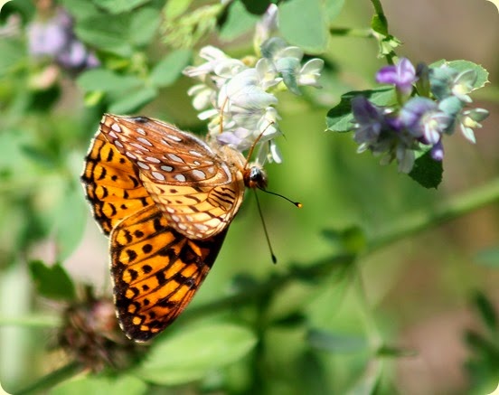 Aphrodite Fritillary