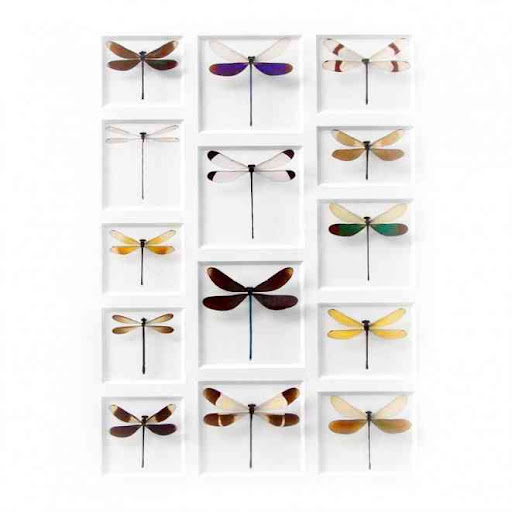 I: Insect art by Pheromone artist Christopher Marley (formandpheromone.com) I love his colorful compositions. I: Insect art by Pheromone artist Christopher Marley (formandpheromone.com) I love his colorful compositions.