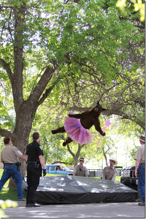 falling-bear-meme-5