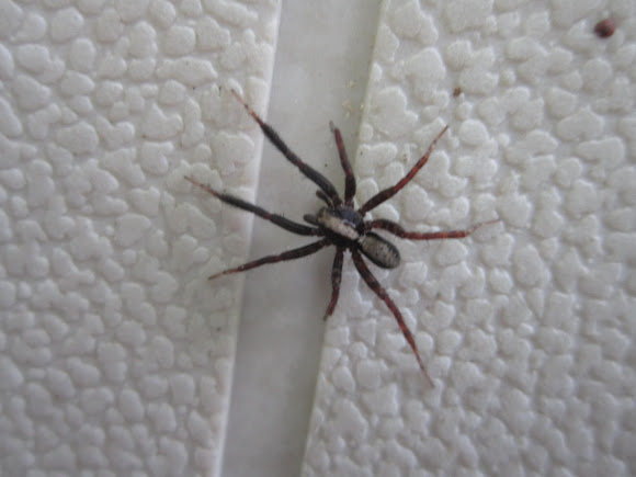 Spotting Image 1