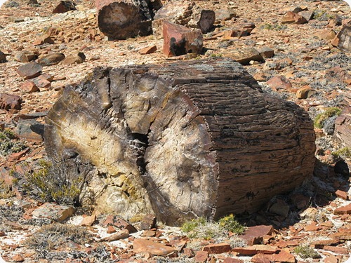 Bosques Petrificados Tronco_petrificado Bosques Petrificados Tronco_petrificado